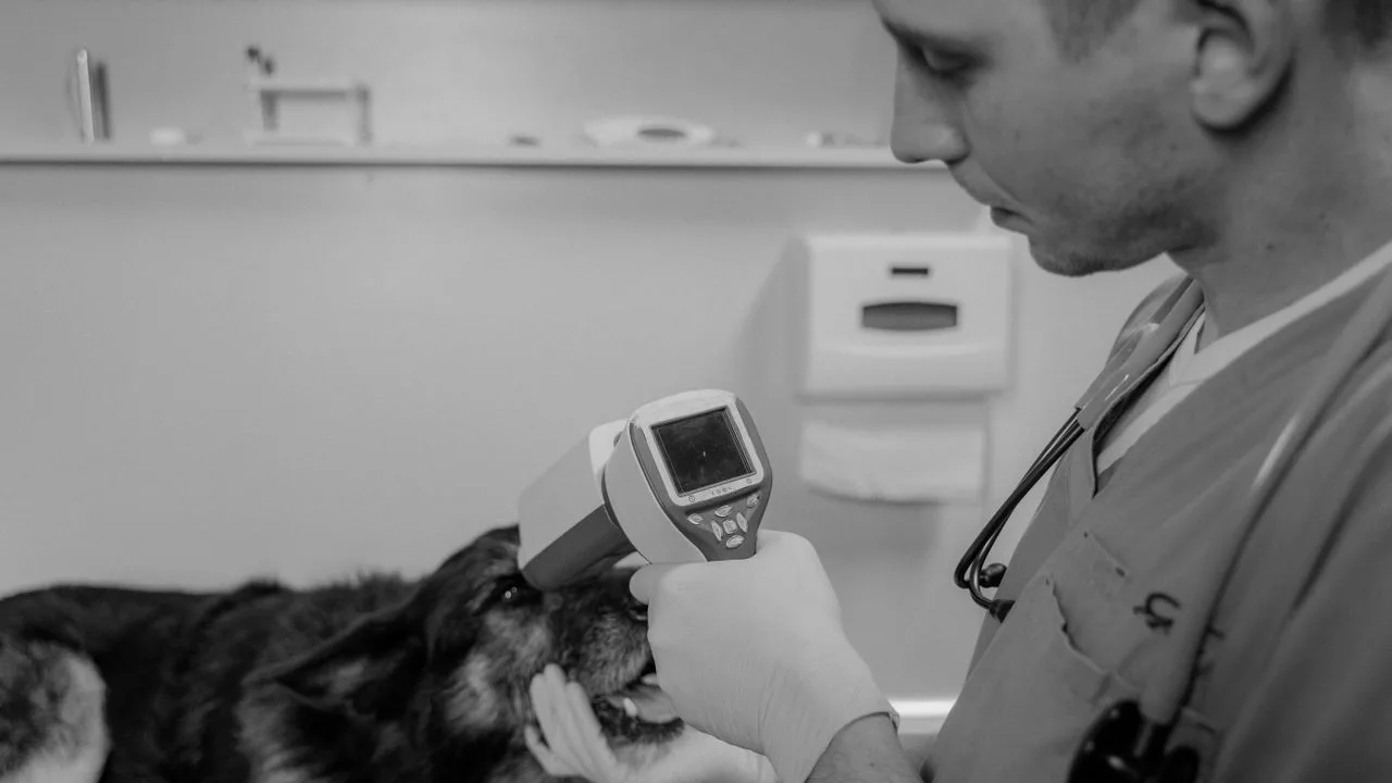 Lyme Disease in Dogs: Prevention, Treatment, and How to Source the Right Medicines
